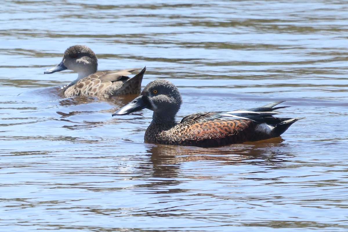 Australasian Shoveler - ML629079534