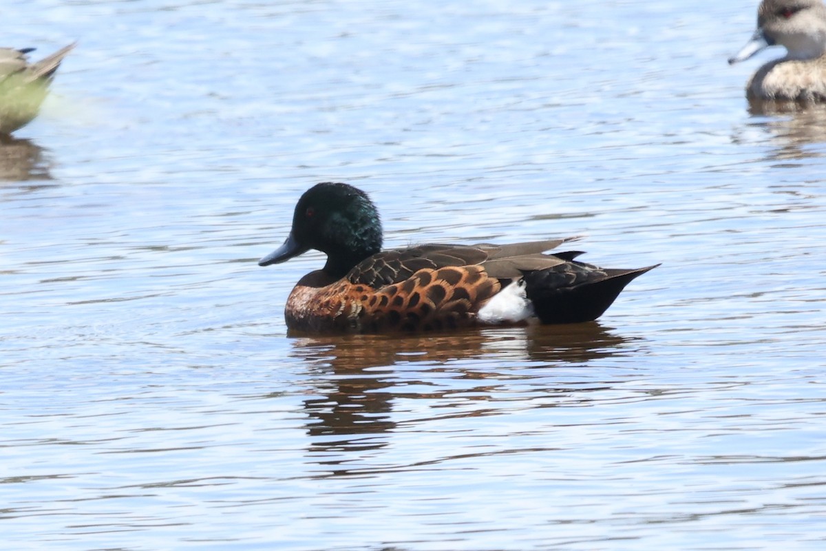 Chestnut Teal - ML629079551