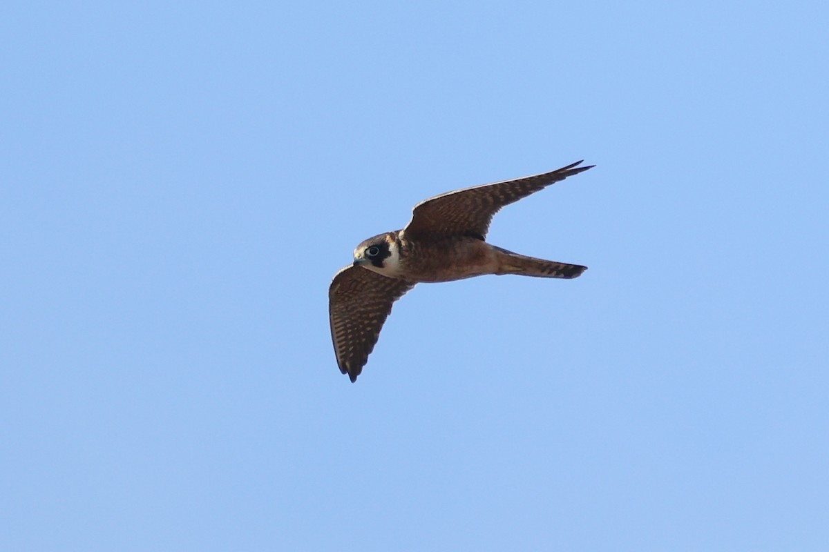 Australian Hobby - ML629079632