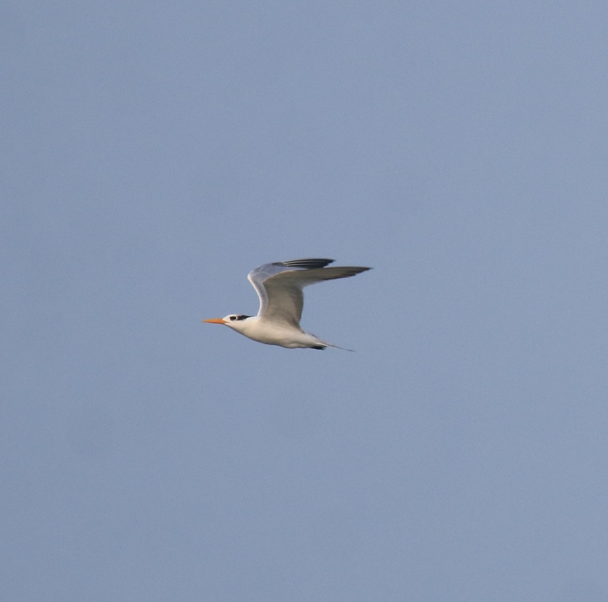 Lesser Crested Tern - ML629079653