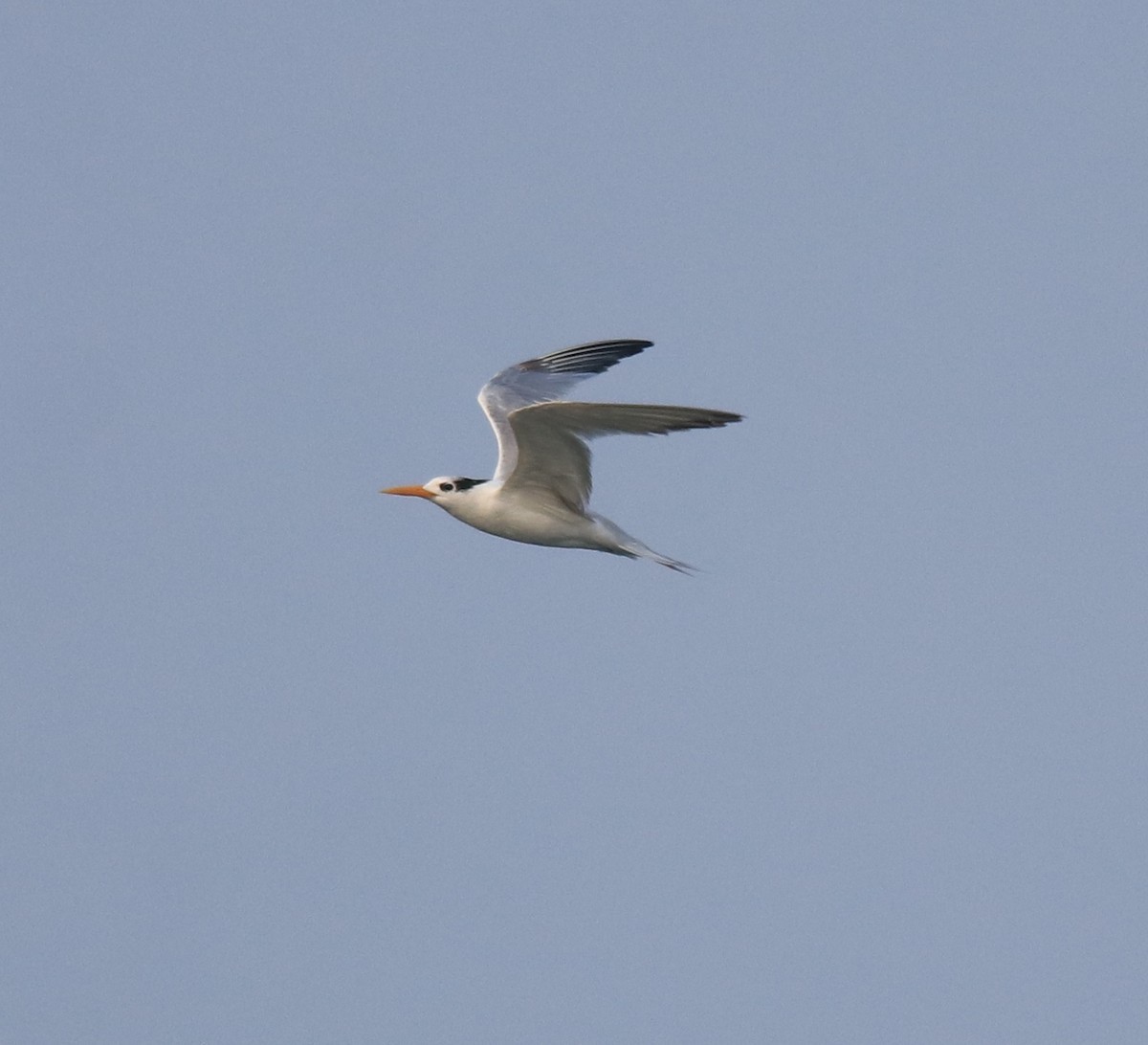 Lesser Crested Tern - ML629079654