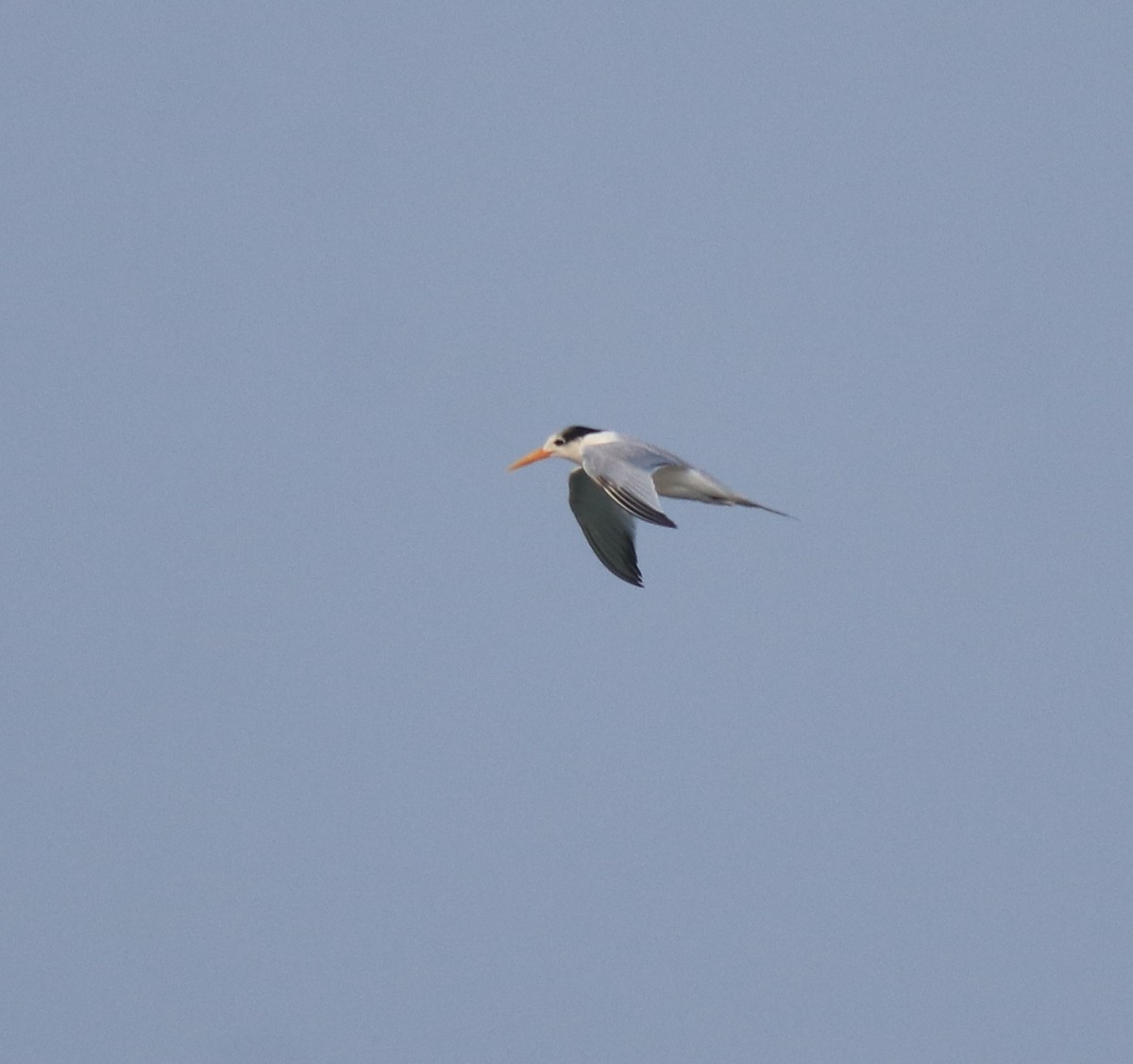 Lesser Crested Tern - ML629079655