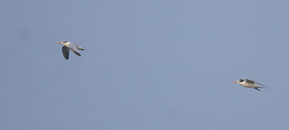 Lesser Crested Tern - ML629079656