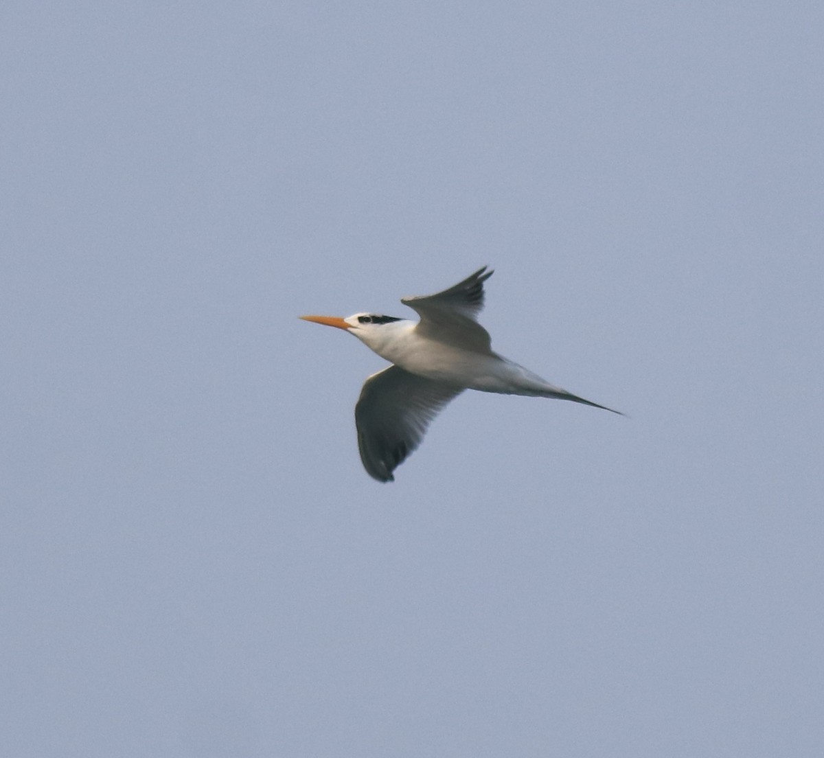 Lesser Crested Tern - ML629079657