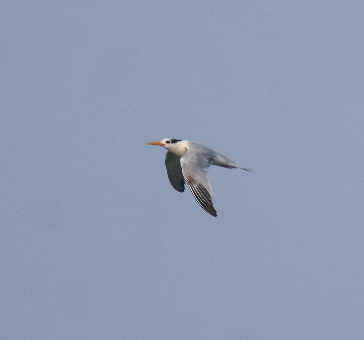 Lesser Crested Tern - ML629079658