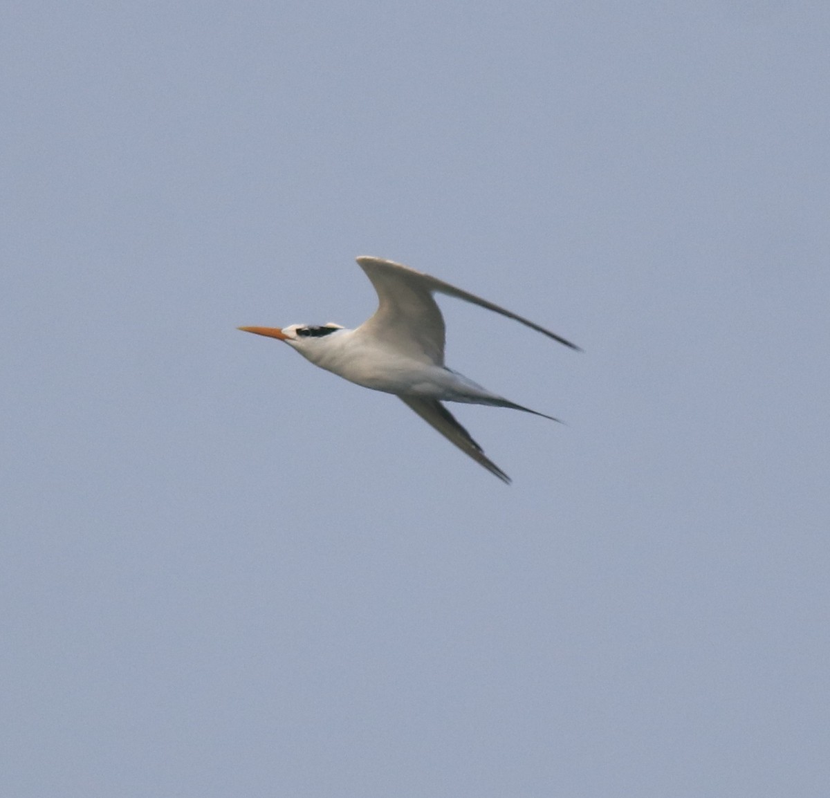 Lesser Crested Tern - ML629079659