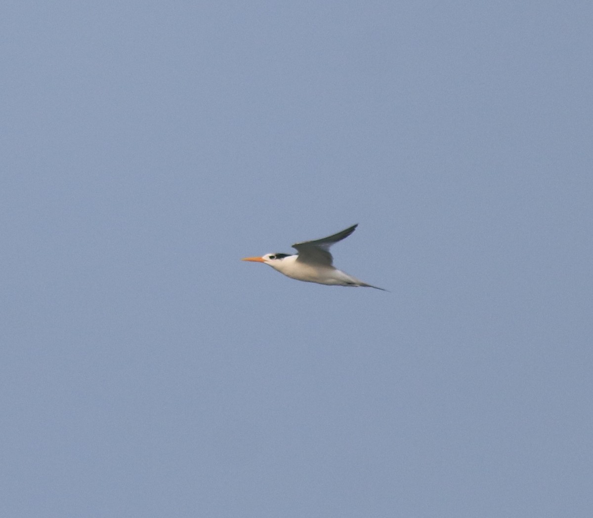 Lesser Crested Tern - ML629079660