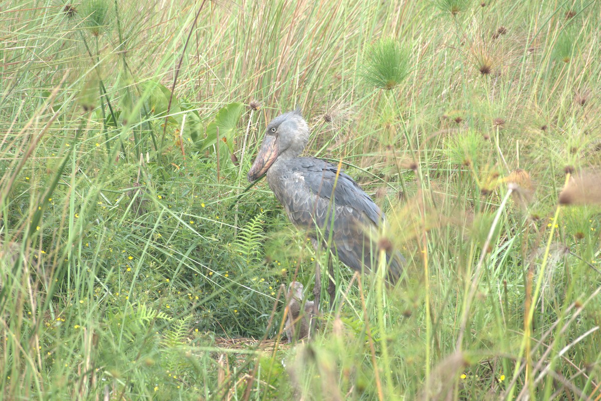 Shoebill - ML629079667