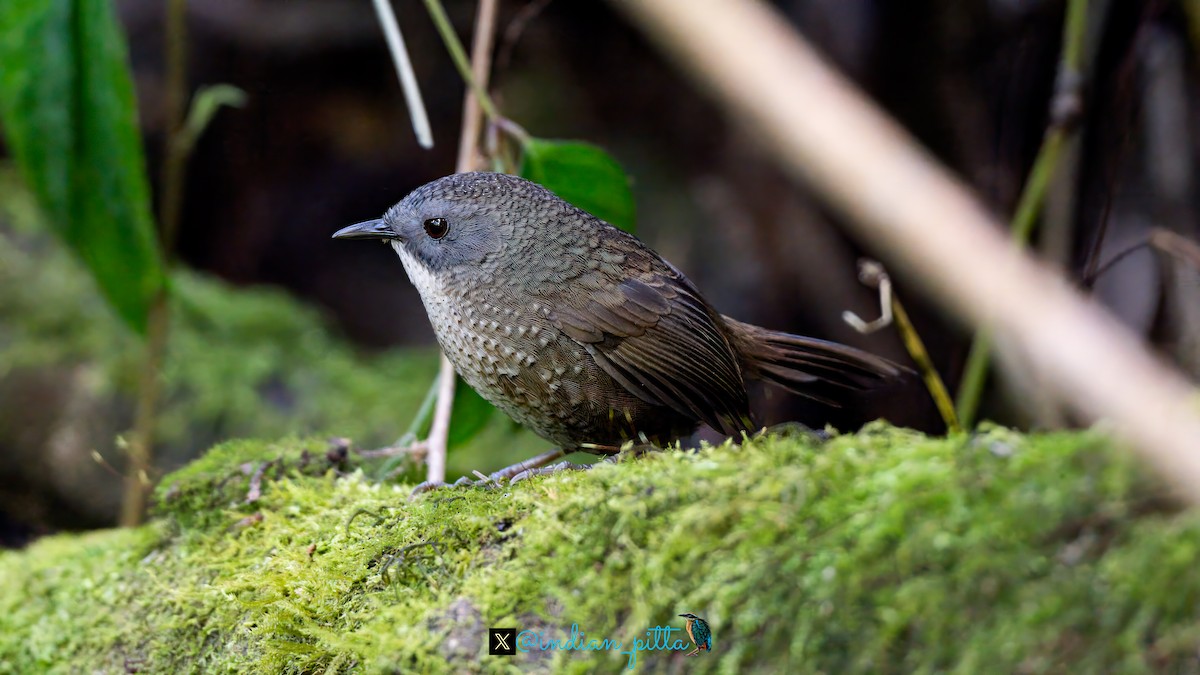 Lisu Wren-Babbler (undescribed form) - ML629079691