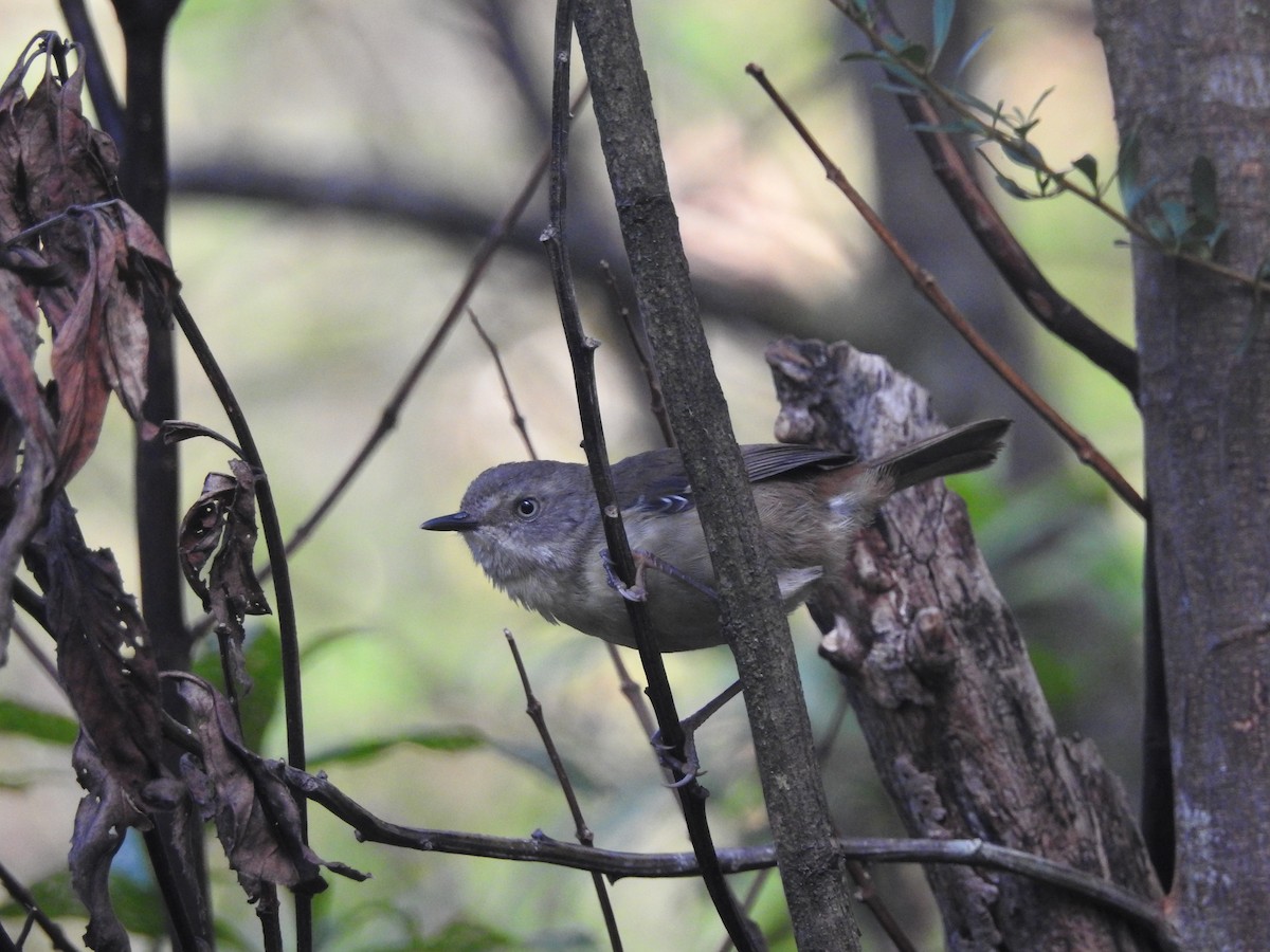 White-browed Scrubwren - ML629079832