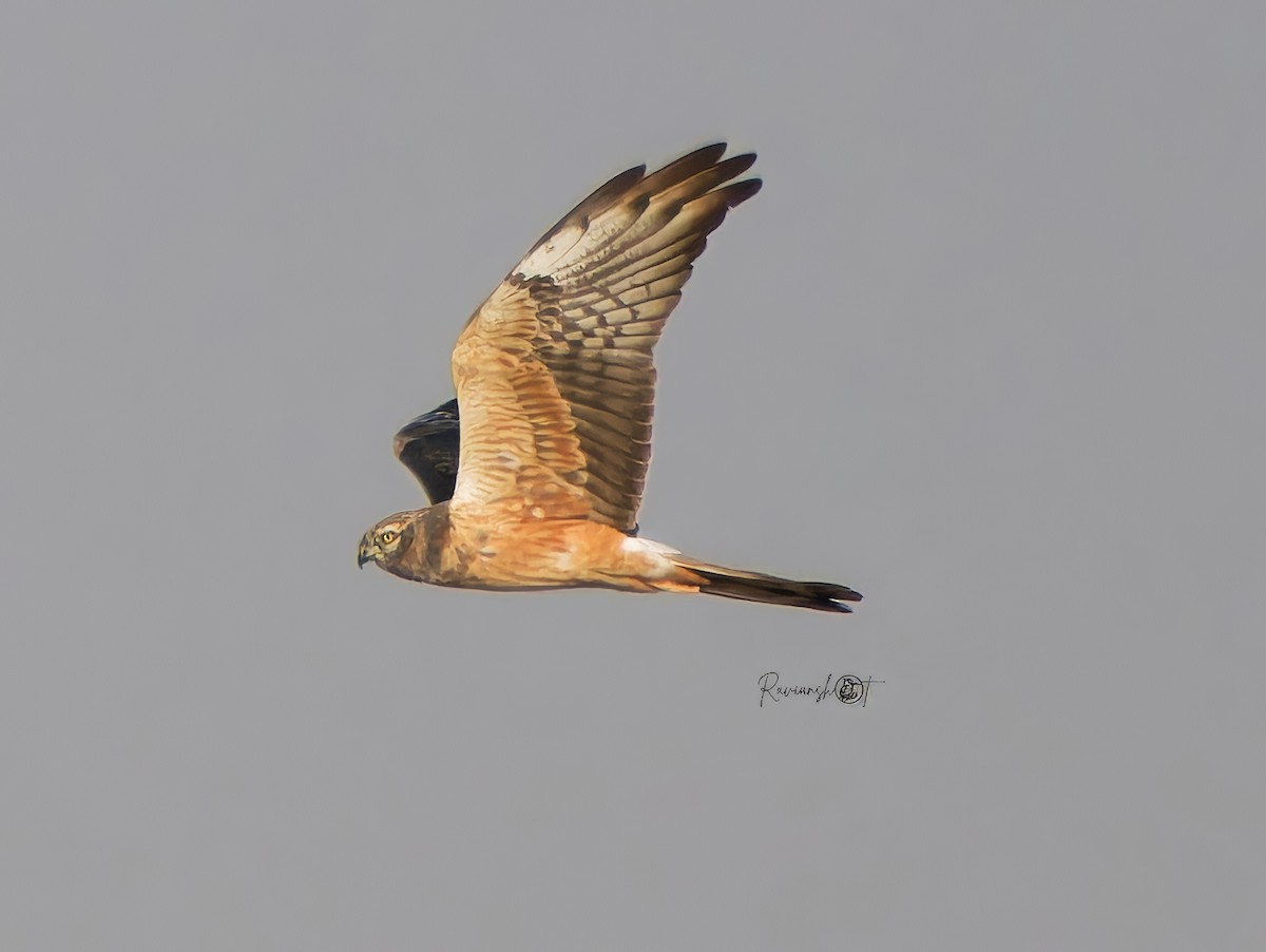 Montagu's Harrier - ML629079853