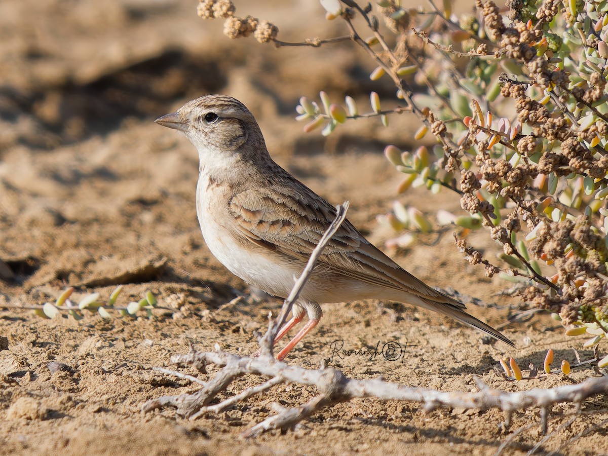 Greater Short-toed Lark - ML629079856