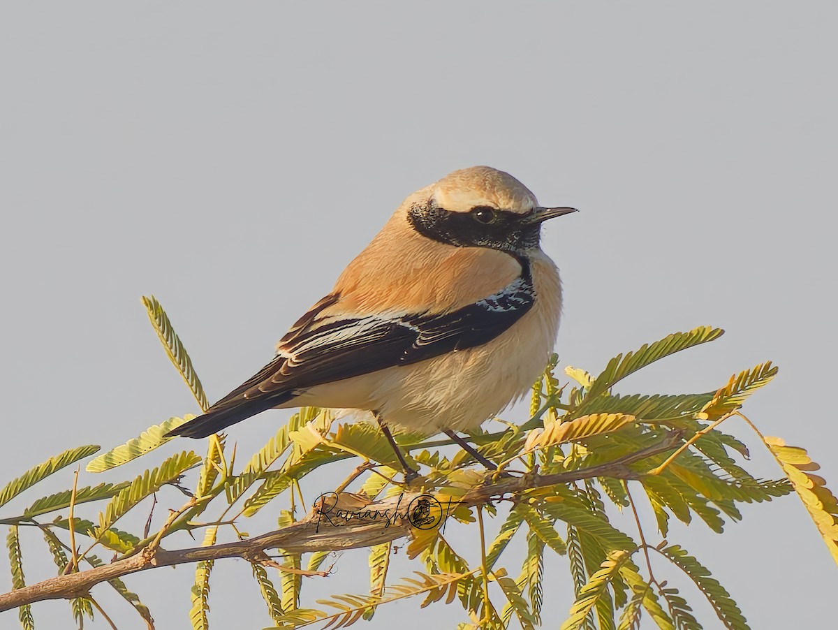 Desert Wheatear - ML629079858