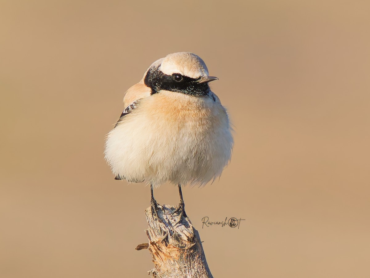 Desert Wheatear - ML629079859