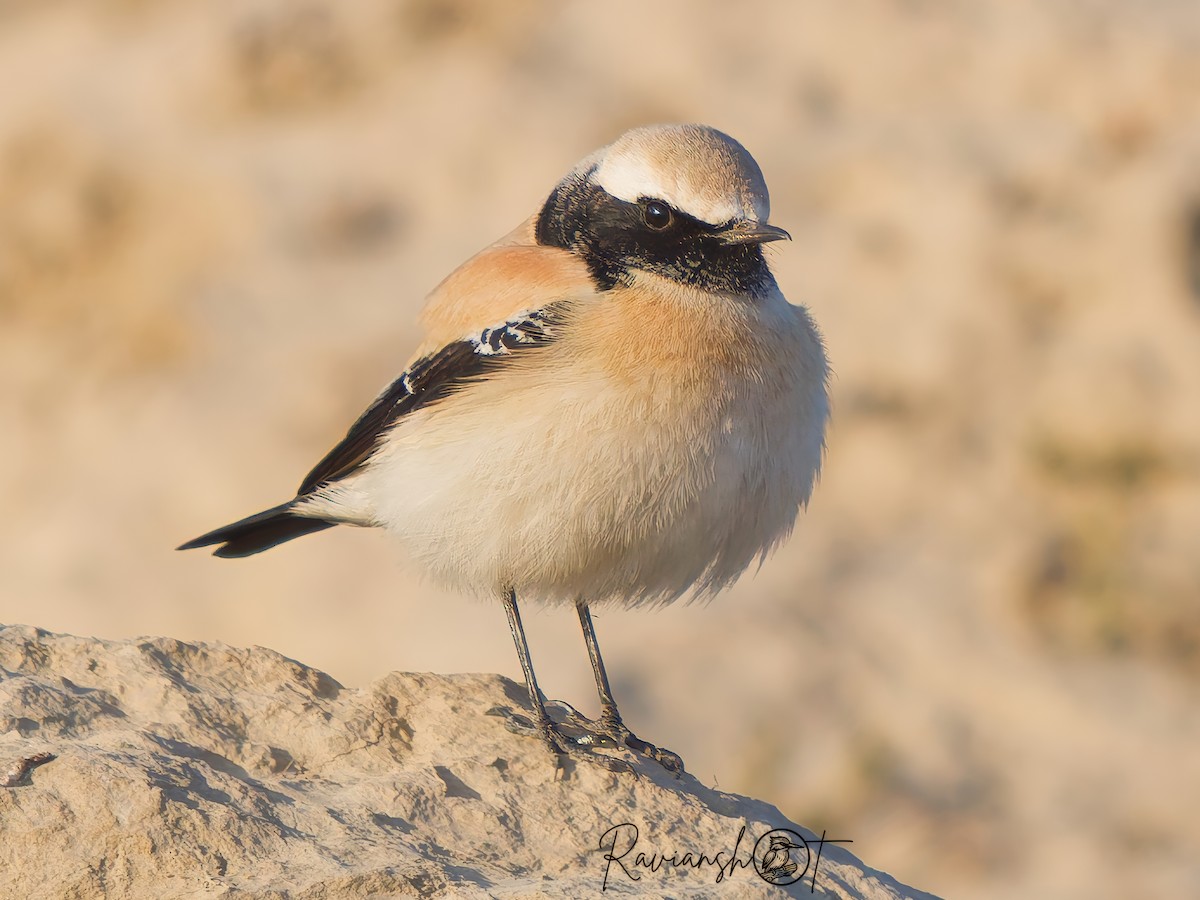 Desert Wheatear - ML629079861