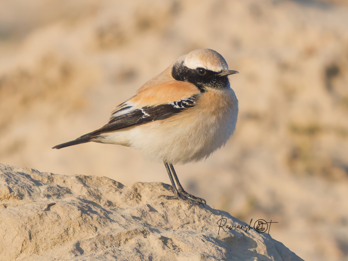 Desert Wheatear - ML629079862