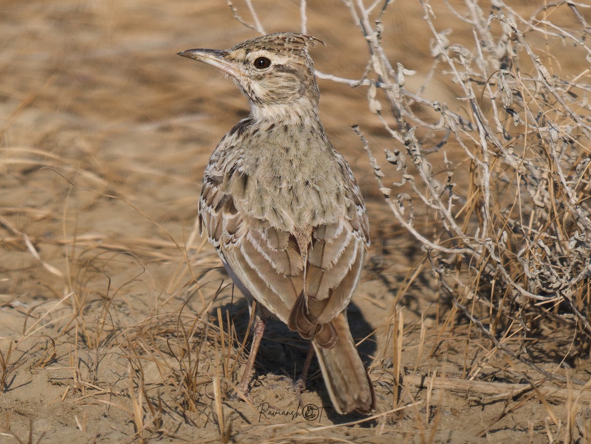 Crested Lark - ML629079867