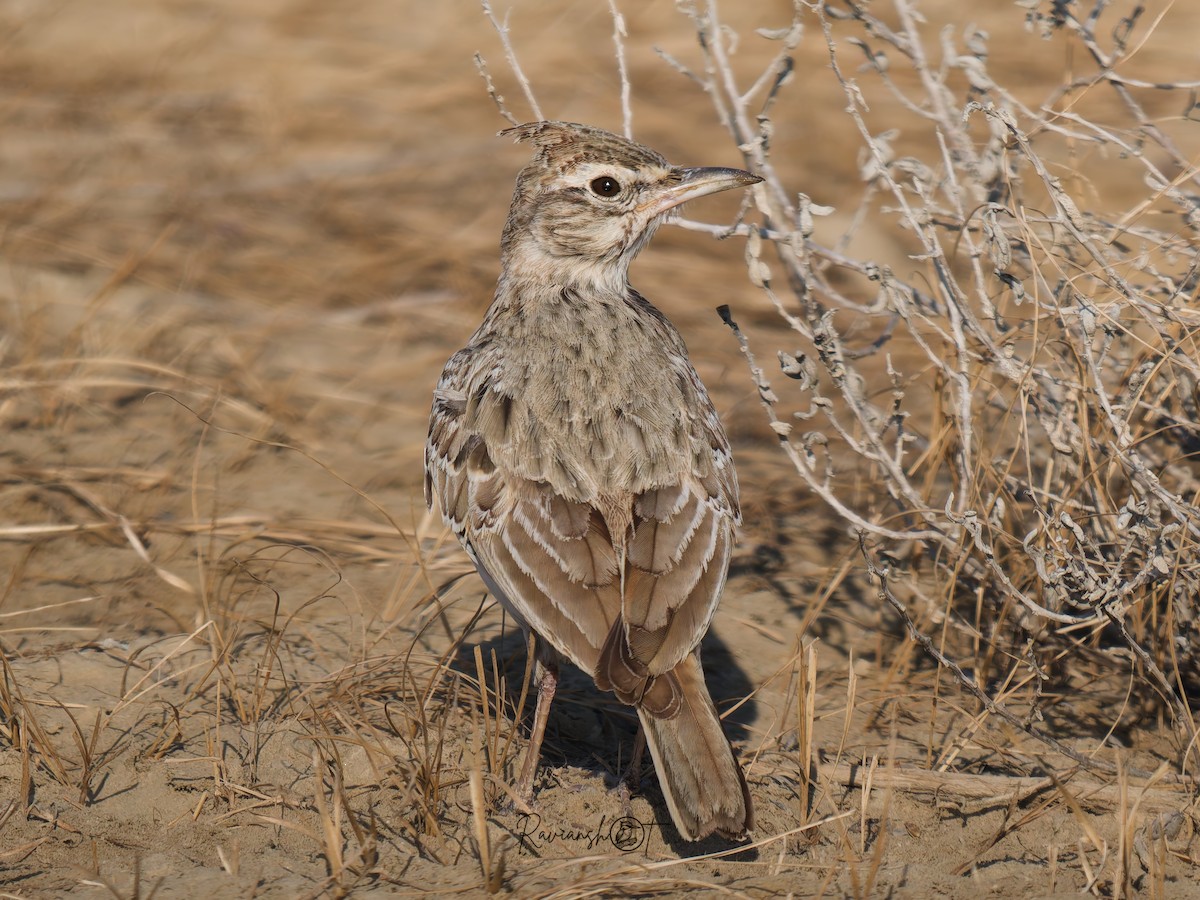 Crested Lark - ML629079885