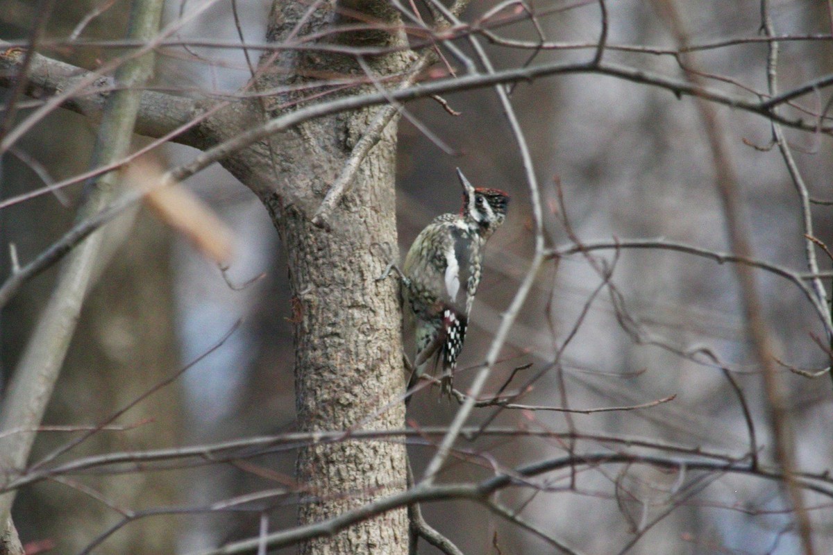 Yellow-bellied Sapsucker - ML629079905