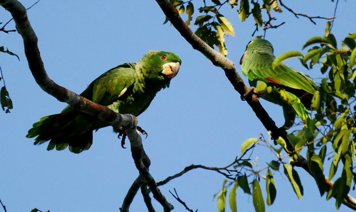 Kawall's Amazon - Valerie Gebert