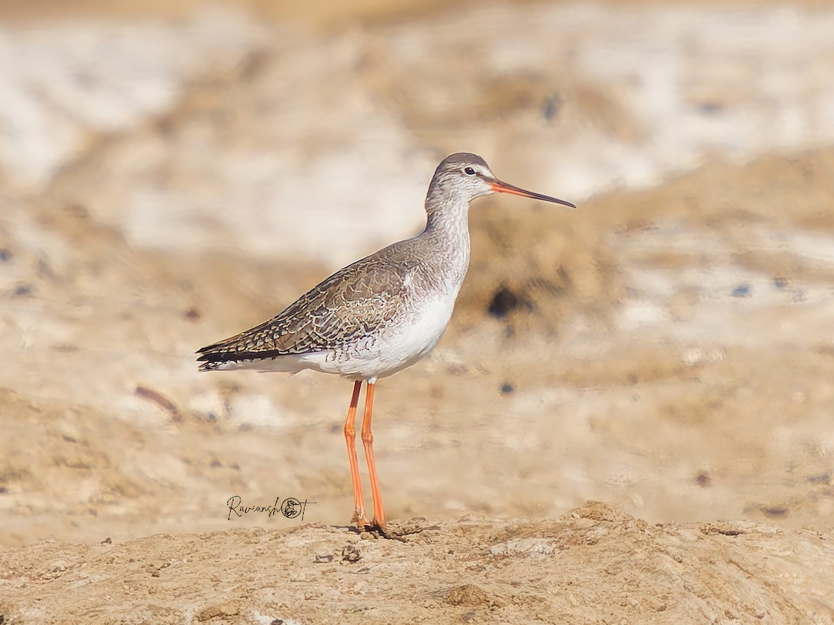 Spotted Redshank - ML629079952