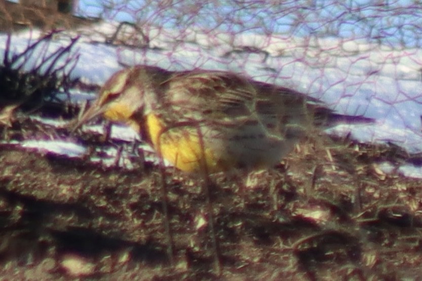 Western Meadowlark - ML629080202