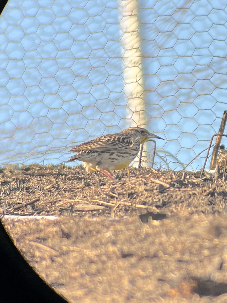 Western Meadowlark - ML629080203