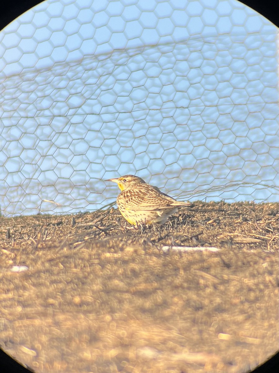 Western Meadowlark - ML629080204