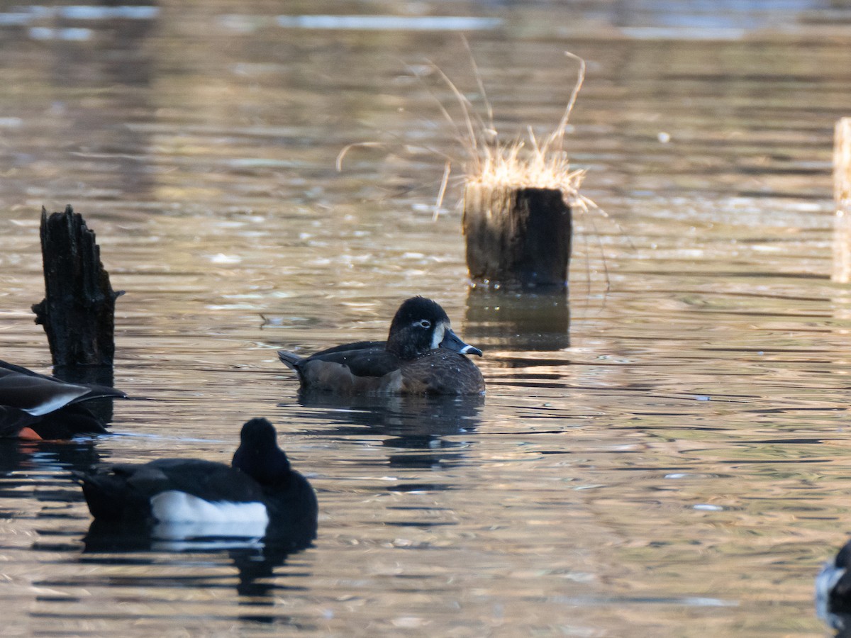 Ring-necked Duck - ML629080310