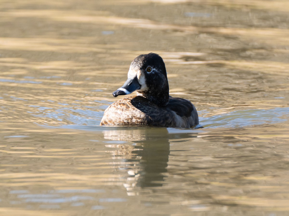 Ring-necked Duck - ML629080312