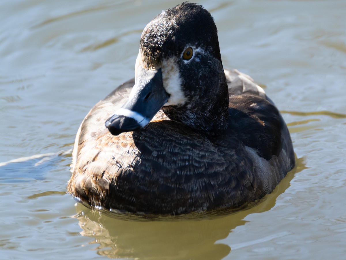 Ring-necked Duck - ML629080313