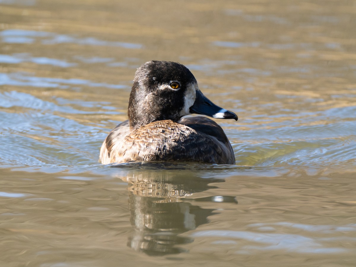 Ring-necked Duck - ML629080314