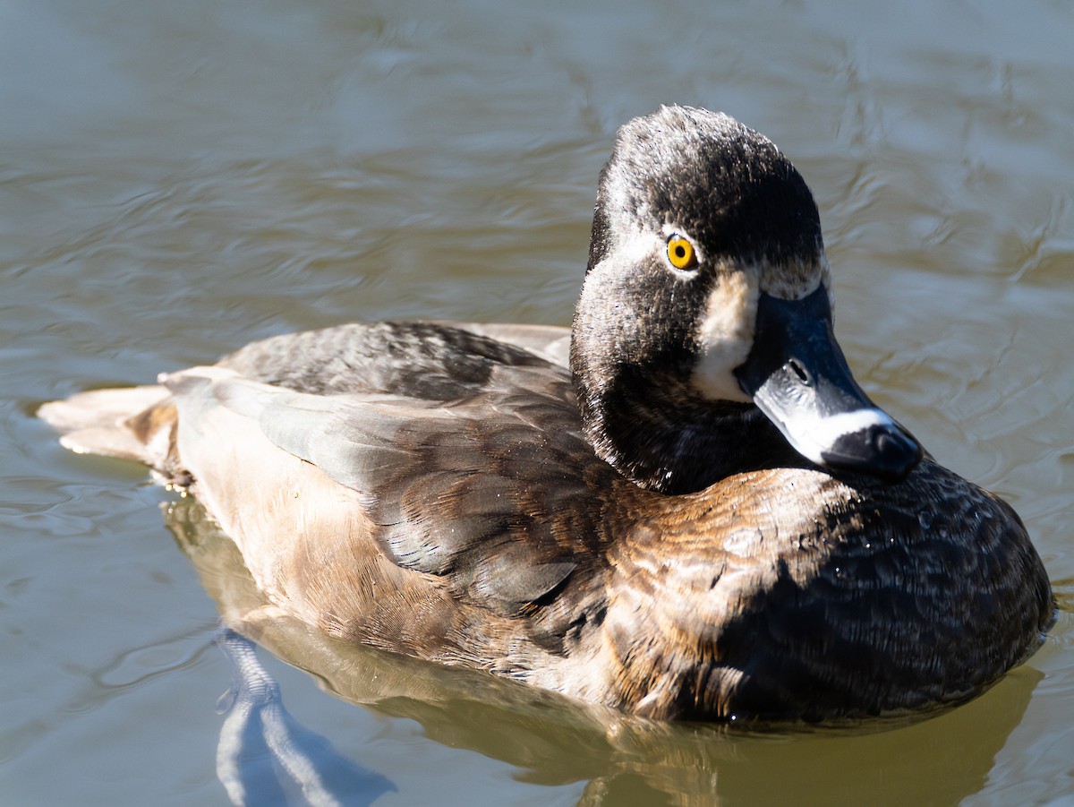 Ring-necked Duck - ML629080315