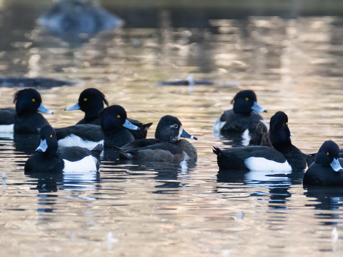 Tufted Duck - ML629080322