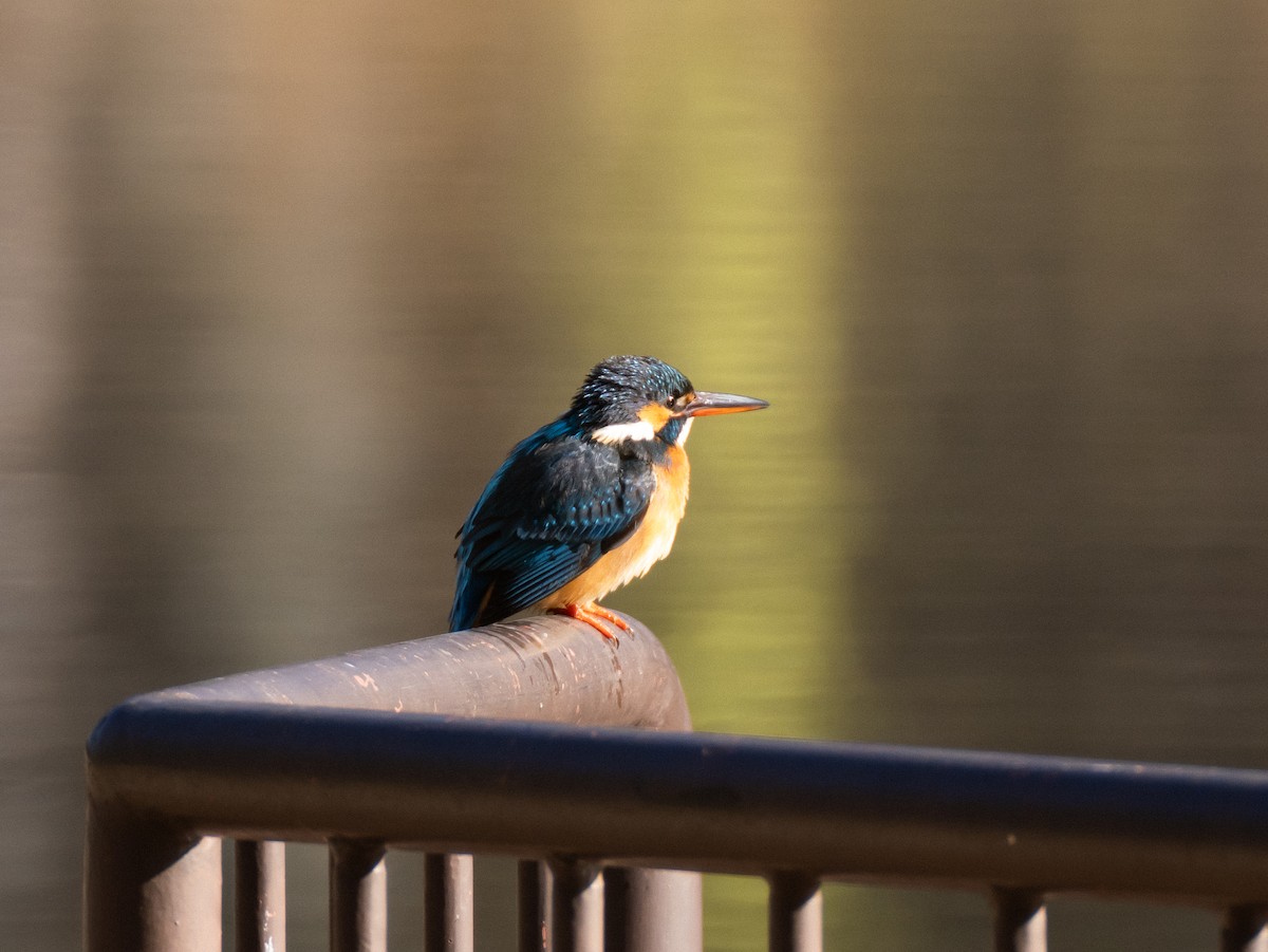 Common Kingfisher - ML629080344