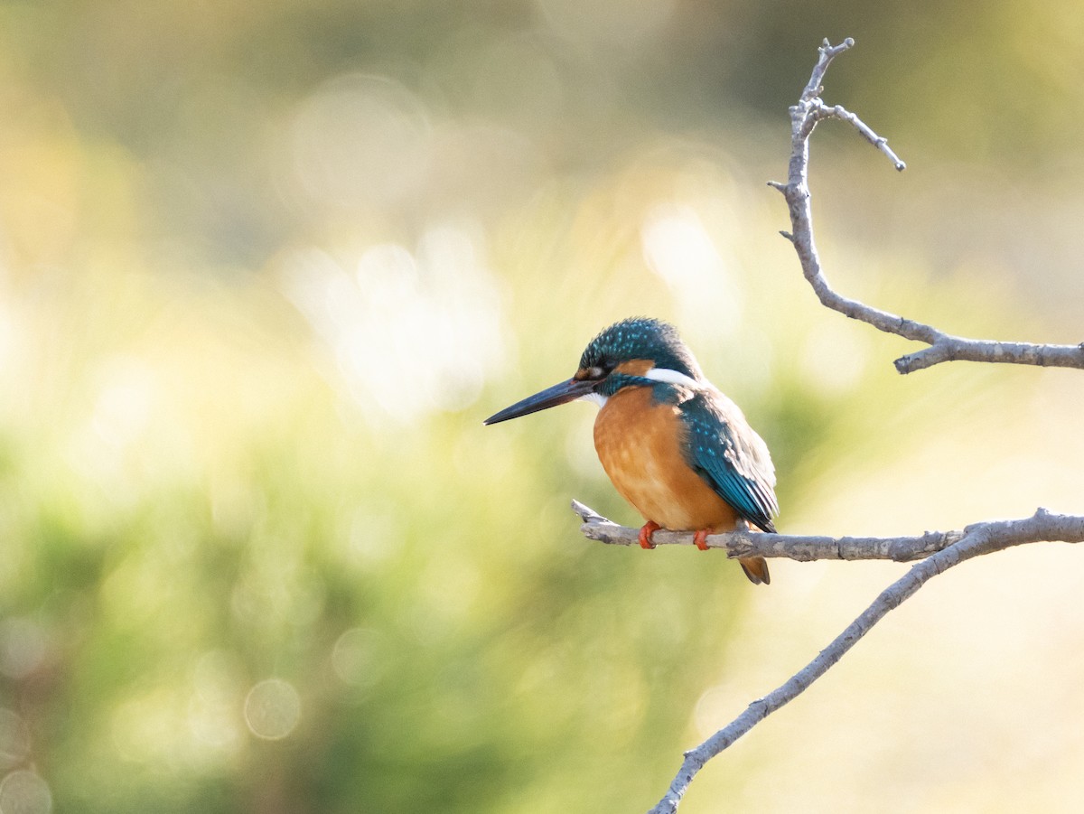 Common Kingfisher - ML629080345