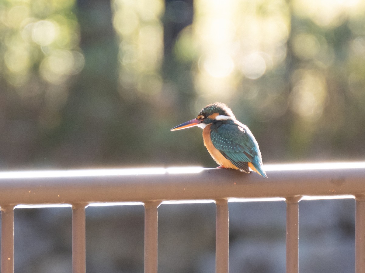 Common Kingfisher - ML629080346