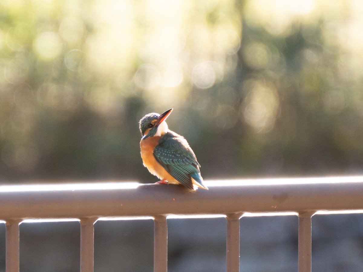 Common Kingfisher - ML629080349