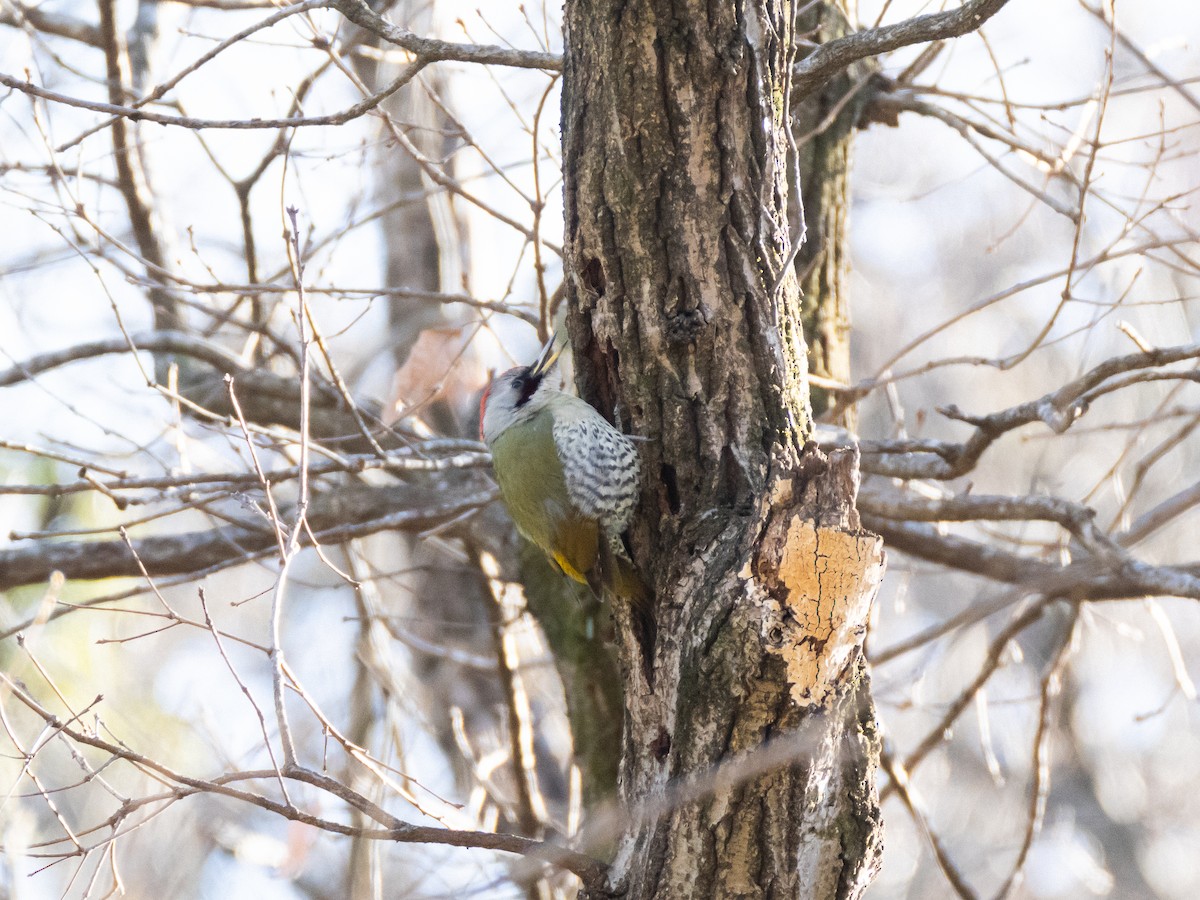 Japanese Woodpecker - ML629080373