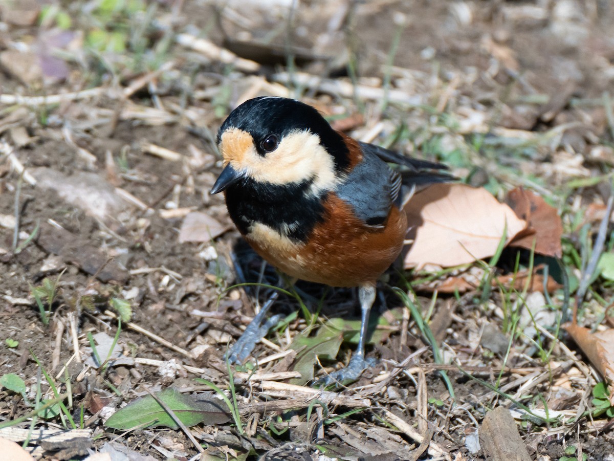 Varied Tit - ML629080390