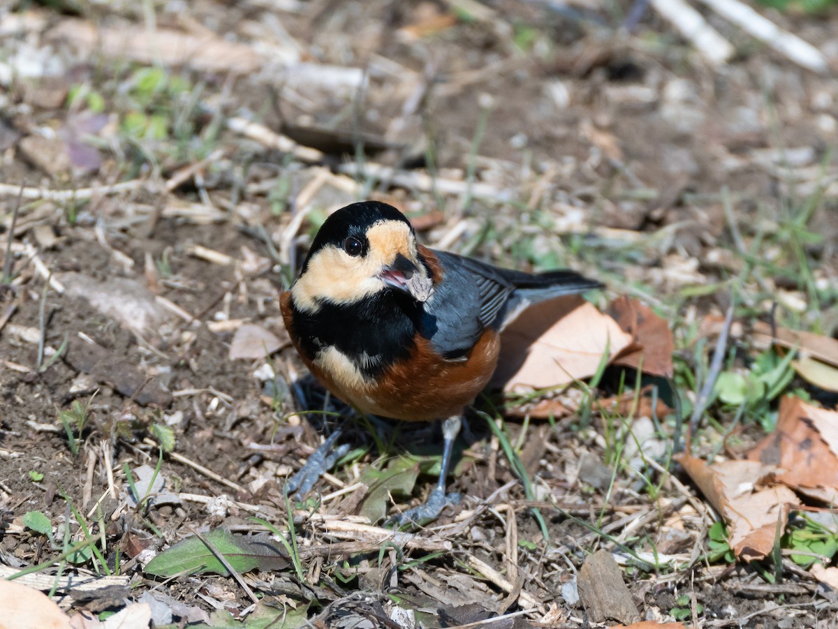 Varied Tit - ML629080391