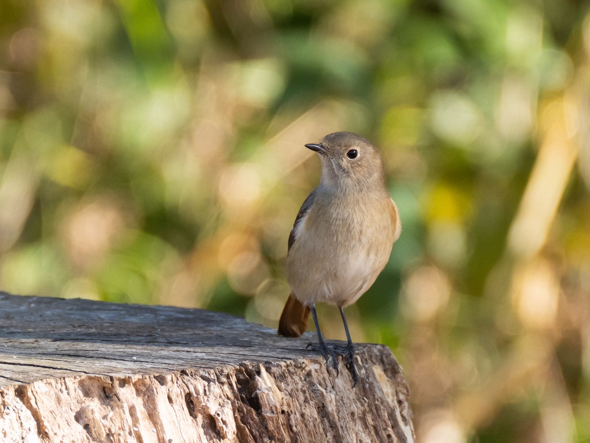 Daurian Redstart - ML629080400