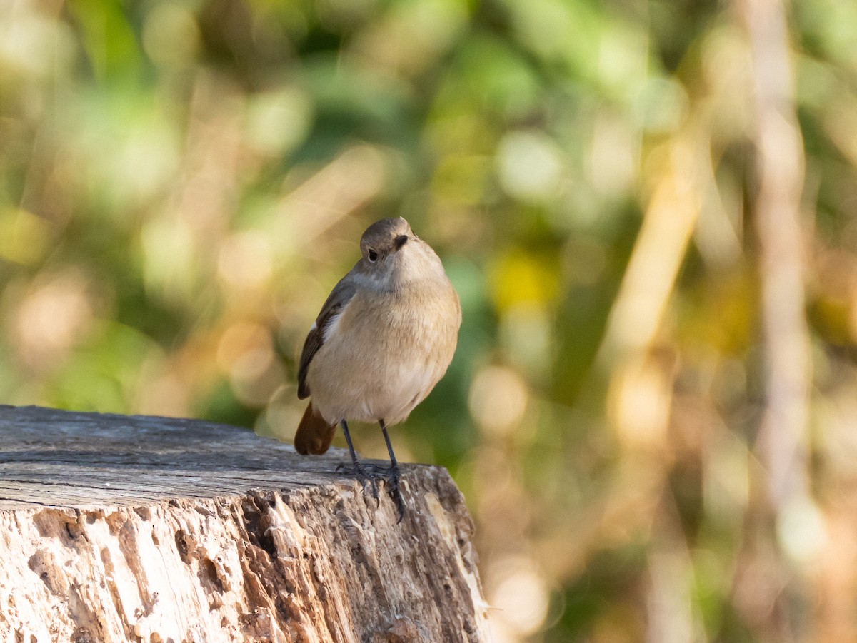 Daurian Redstart - ML629080401