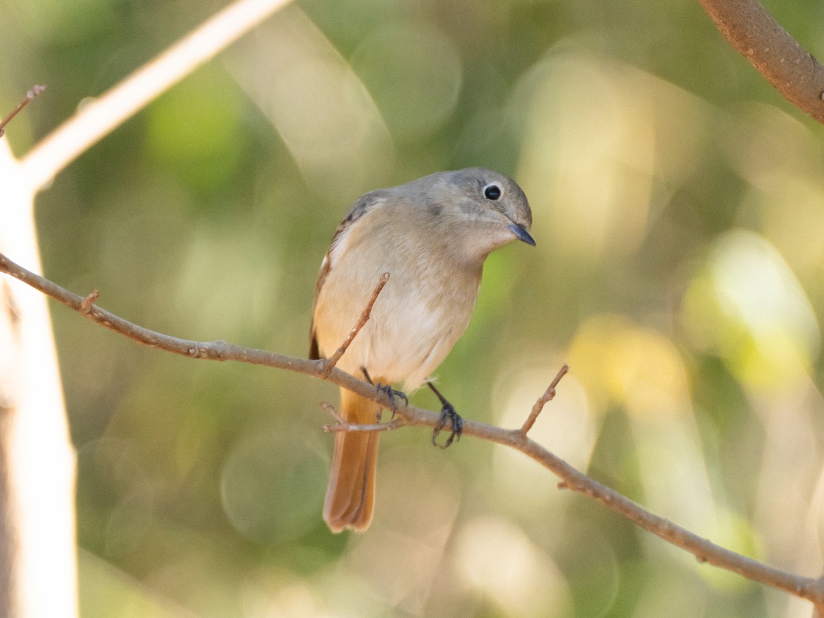 Daurian Redstart - ML629080402