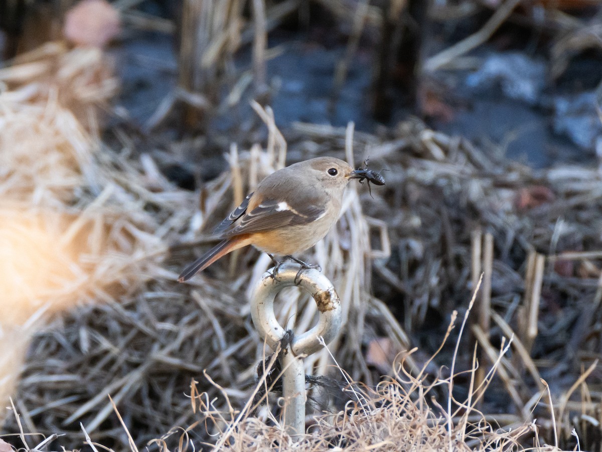 Daurian Redstart - ML629080403