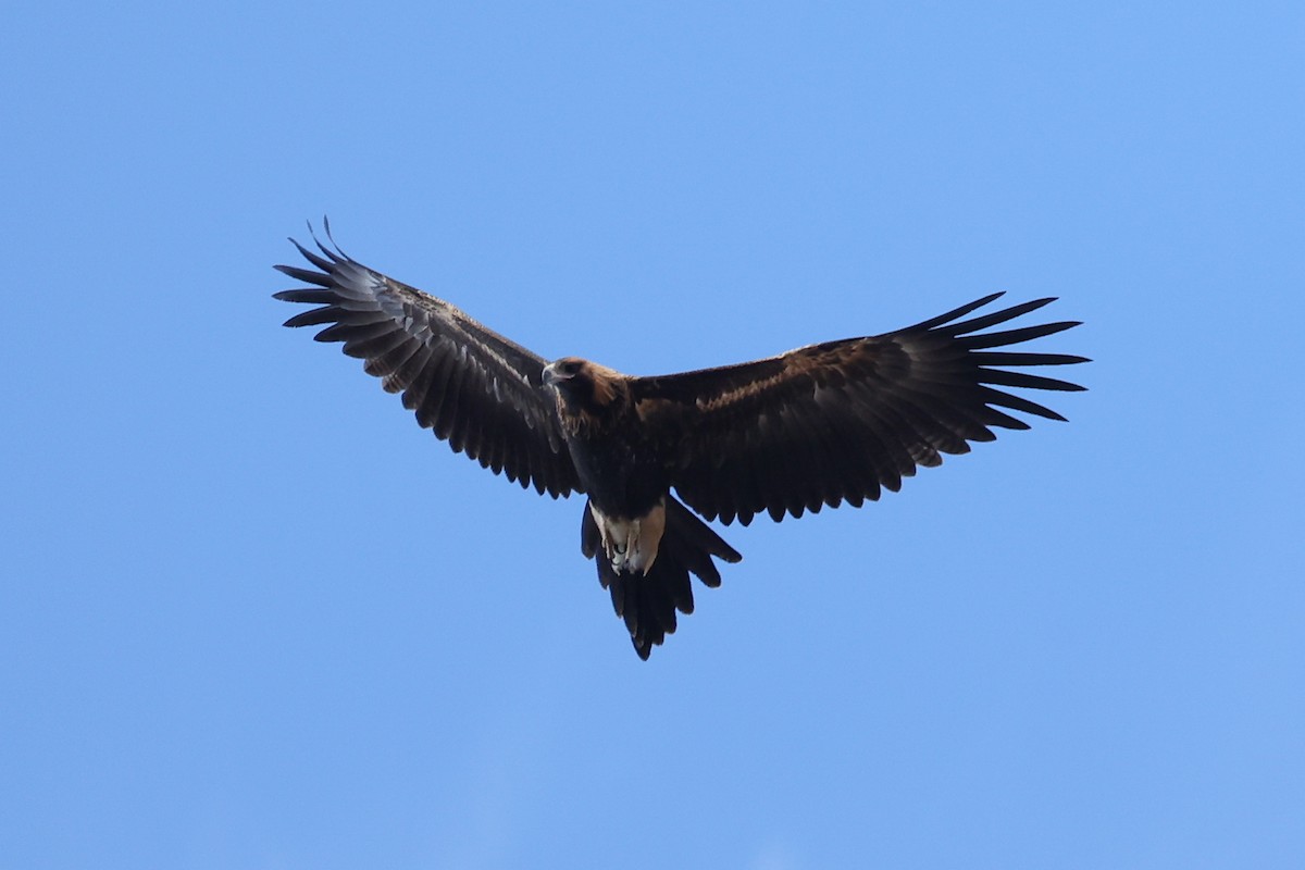 Wedge-tailed Eagle - ML629080432