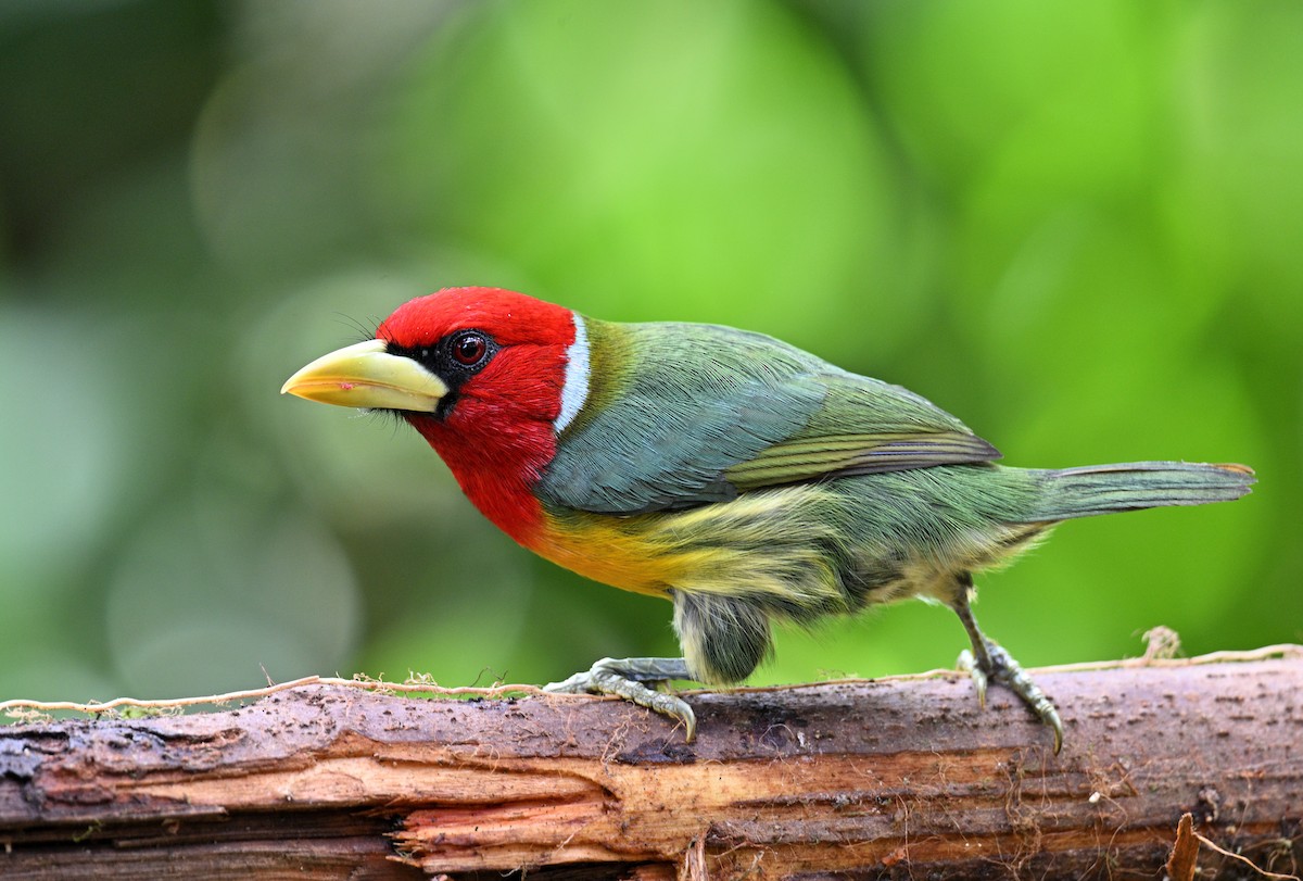 Red-headed Barbet - ML629080433