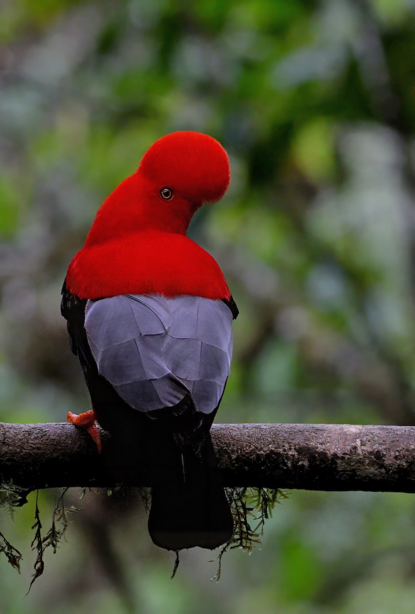 Andean Cock-of-the-rock - ML629080439
