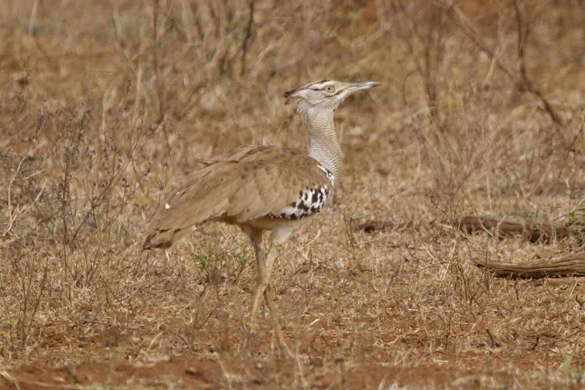 Kori Bustard - ML629080441