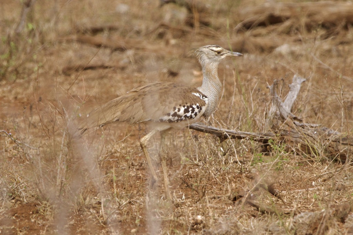 Kori Bustard - ML629080442